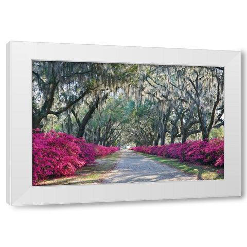 Azaleas Bonaventure White Modern Wood Framed Art Print by Hiers, Winthrope