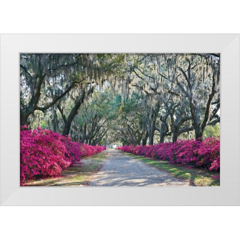 Azaleas Bonaventure White Modern Wood Framed Art Print by Hiers, Winthrope