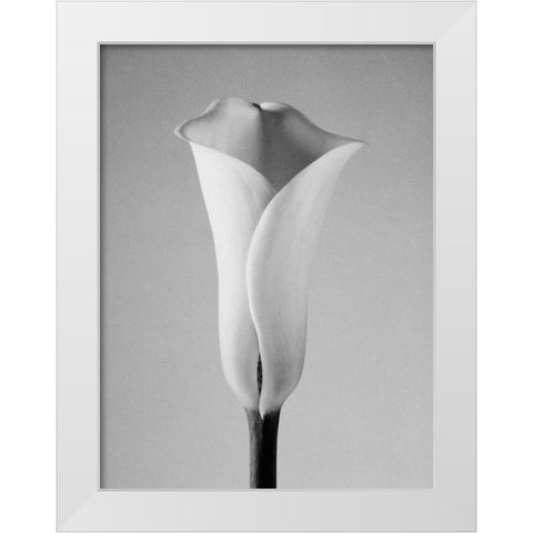 Calla No. 1 White Modern Wood Framed Art Print by PhotoINC Studio