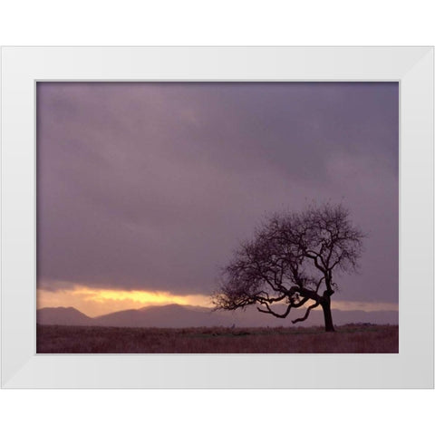 Field White Modern Wood Framed Art Print by PhotoINC Studio