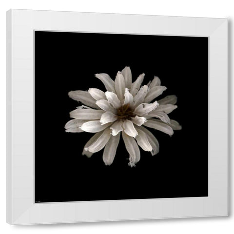 All White White Modern Wood Framed Art Print by PhotoINC Studio