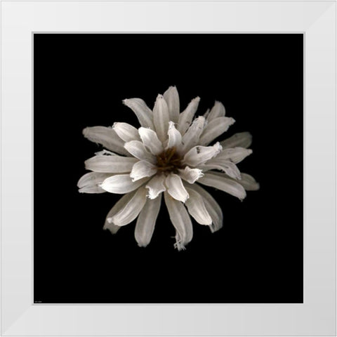 All White White Modern Wood Framed Art Print by PhotoINC Studio