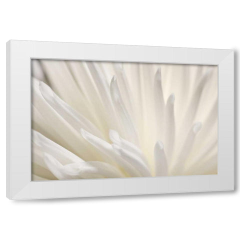 White Flower White Modern Wood Framed Art Print by PhotoINC Studio