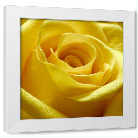 Yellow Rose White Modern Wood Framed Art Print by PhotoINC Studio