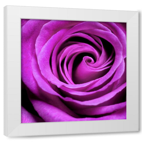 Purple Rose White Modern Wood Framed Art Print by PhotoINC Studio