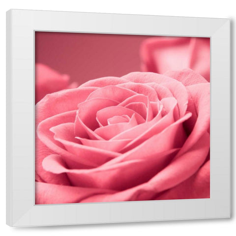 Pink Rose White Modern Wood Framed Art Print by PhotoINC Studio