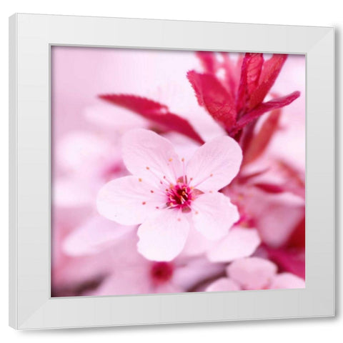 Pink Blossom White Modern Wood Framed Art Print by PhotoINC Studio