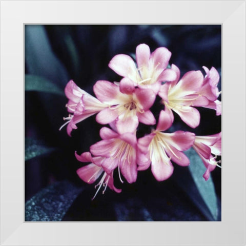 Pink Blossom White Modern Wood Framed Art Print by PhotoINC Studio