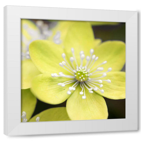 Yellow Blossom White Modern Wood Framed Art Print by PhotoINC Studio