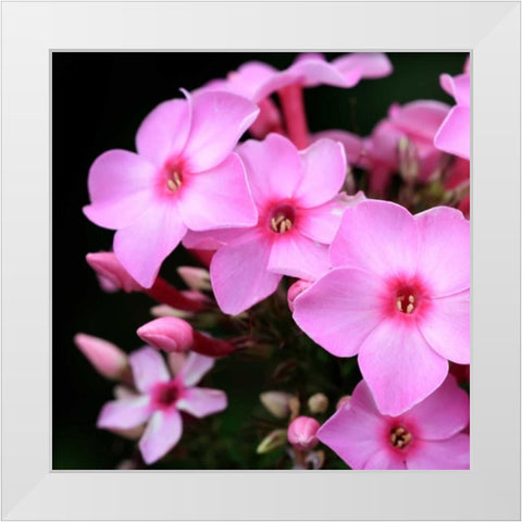 Pink Flowers White Modern Wood Framed Art Print by PhotoINC Studio