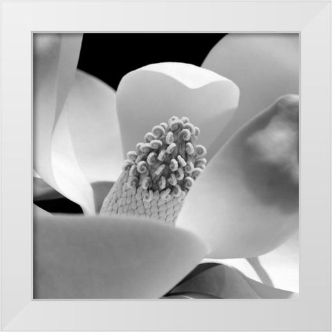 Fibonacci 1 White Modern Wood Framed Art Print by PhotoINC Studio