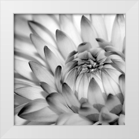 Fibonacci 2 White Modern Wood Framed Art Print by PhotoINC Studio