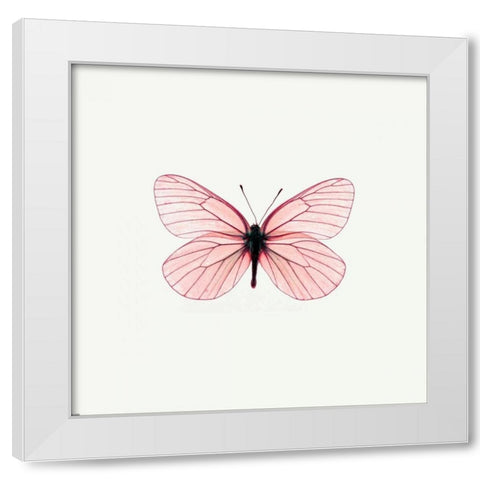 Pink Butterfly White Modern Wood Framed Art Print by PhotoINC Studio