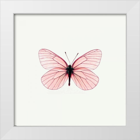 Pink Butterfly White Modern Wood Framed Art Print by PhotoINC Studio