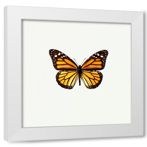 Yellow Butterfly White Modern Wood Framed Art Print by PhotoINC Studio