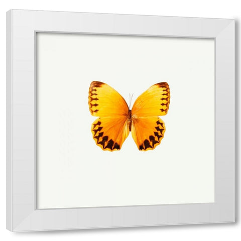 Yellow Butterfly White Modern Wood Framed Art Print by PhotoINC Studio