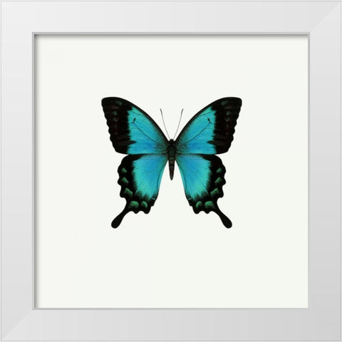 Blue Butterfly White Modern Wood Framed Art Print by PhotoINC Studio
