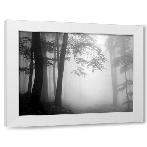 Woods White Modern Wood Framed Art Print by PhotoINC Studio