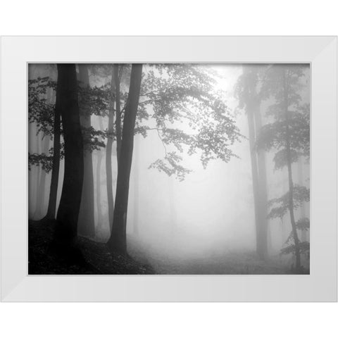 Woods White Modern Wood Framed Art Print by PhotoINC Studio