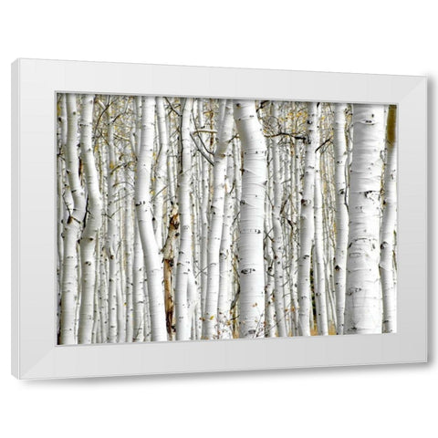 Birch Wood White Modern Wood Framed Art Print by PhotoINC Studio