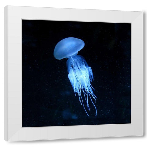 Luminescent Jellyfish White Modern Wood Framed Art Print by PhotoINC Studio