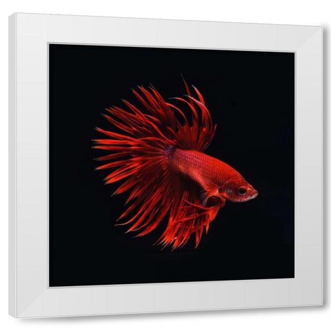 Red Betta Fish White Modern Wood Framed Art Print by PhotoINC Studio