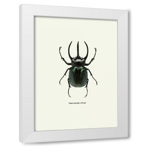 Beetle Black White Modern Wood Framed Art Print by GraphINC