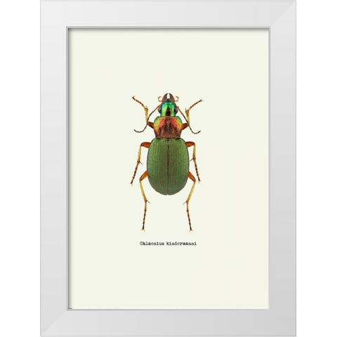 Beetle Green White Modern Wood Framed Art Print by GraphINC