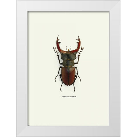 Beetle Red White Modern Wood Framed Art Print by GraphINC