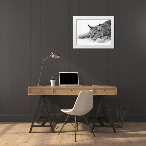 Lynx White Modern Wood Framed Art Print by PhotoINC Studio