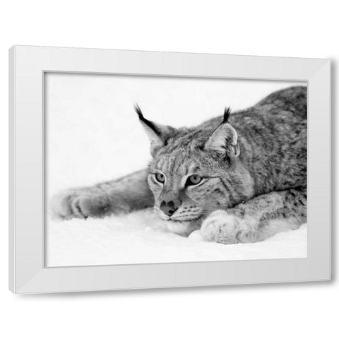 Lynx White Modern Wood Framed Art Print by PhotoINC Studio