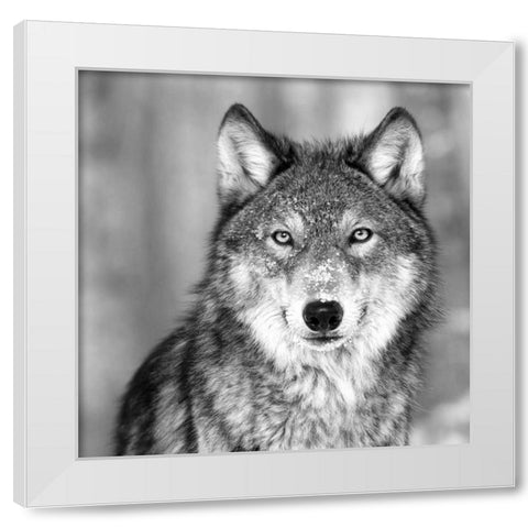 Wolf White Modern Wood Framed Art Print by PhotoINC Studio