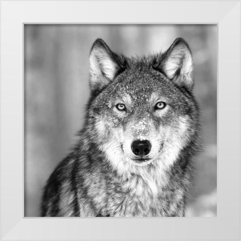 Wolf White Modern Wood Framed Art Print by PhotoINC Studio