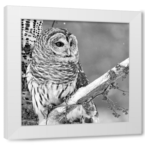 White Owl White Modern Wood Framed Art Print by PhotoINC Studio