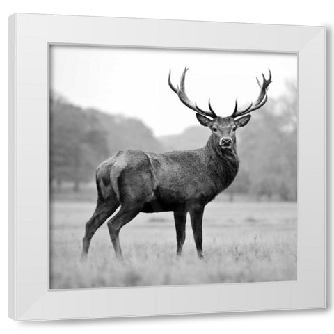 Proud Deer White Modern Wood Framed Art Print by PhotoINC Studio