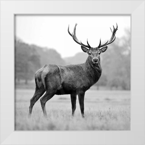 Proud Deer White Modern Wood Framed Art Print by PhotoINC Studio