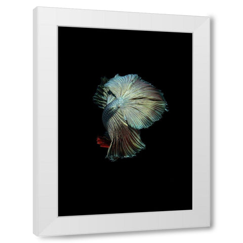 Turquoise and Red Betta White Modern Wood Framed Art Print by Incado