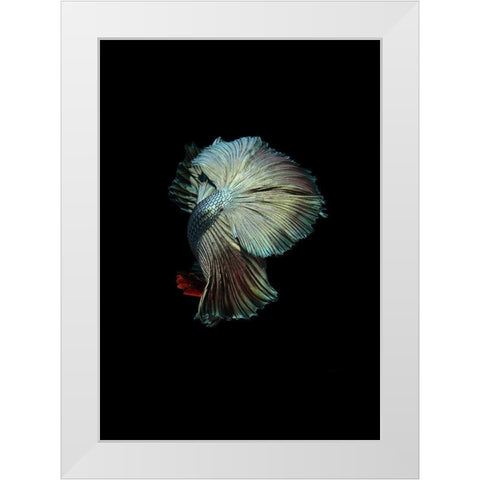 Turquoise and Red Betta White Modern Wood Framed Art Print by Incado