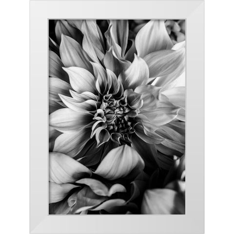 B And W Flower 4 White Modern Wood Framed Art Print by Incado