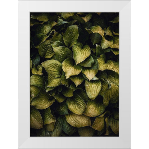 Hostas Leaves White Modern Wood Framed Art Print by Incado