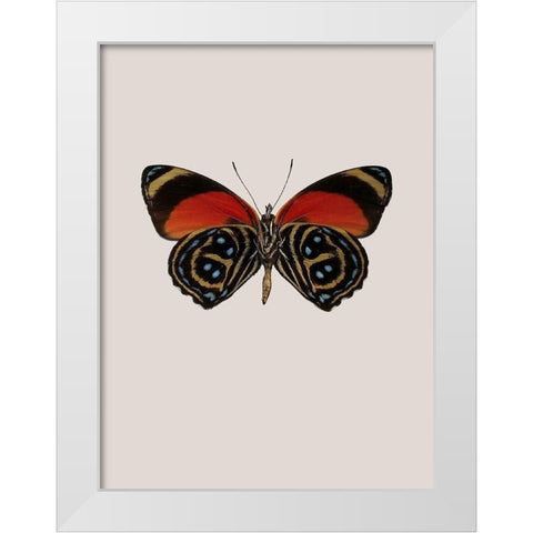 Agrias amydon White Modern Wood Framed Art Print by Incado