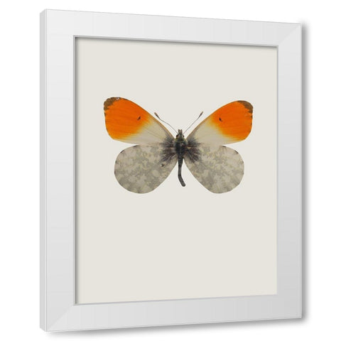 Agrias amydon White Modern Wood Framed Art Print by Incado