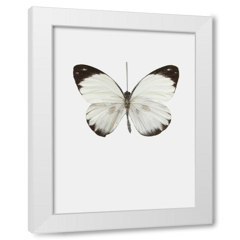Agrias amydon White Modern Wood Framed Art Print by Incado