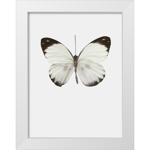 Agrias amydon White Modern Wood Framed Art Print by Incado