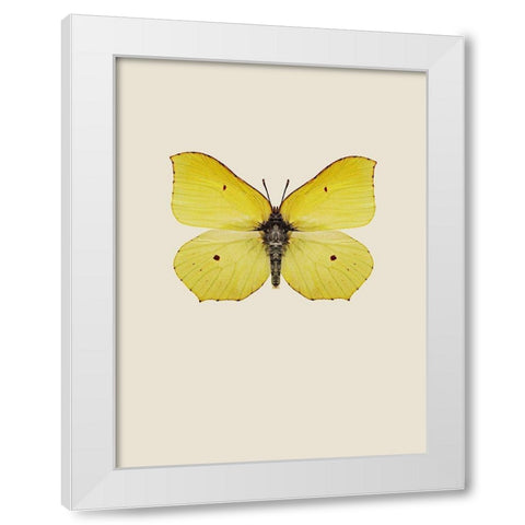 Gonepteryx rhamni White Modern Wood Framed Art Print by Incado