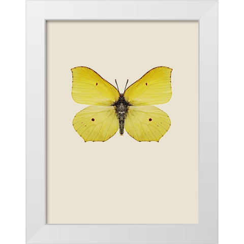 Gonepteryx rhamni White Modern Wood Framed Art Print by Incado