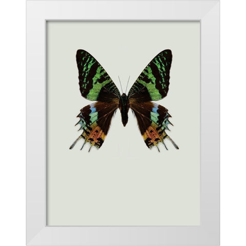 Chrysiridia rhipheus White Modern Wood Framed Art Print by Incado