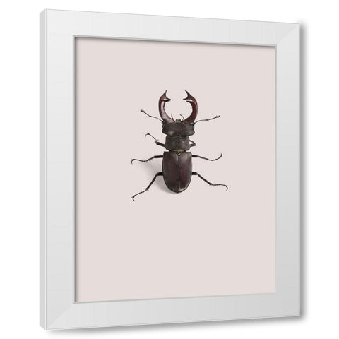 Lucanus cervus White Modern Wood Framed Art Print by Incado
