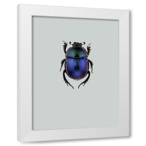 Trypocopris vernalis White Modern Wood Framed Art Print by Incado