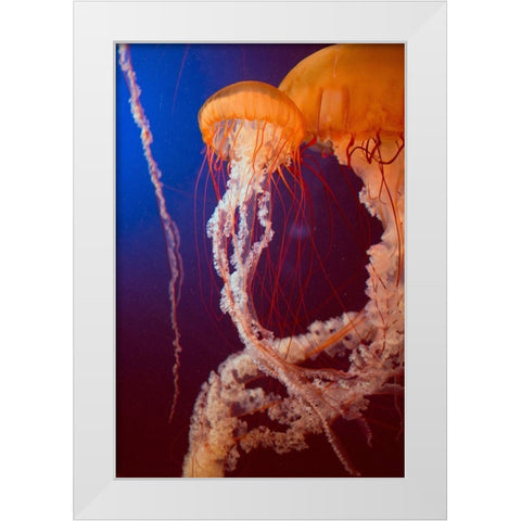 Jelly 3 White Modern Wood Framed Art Print by PhotoINC Studio